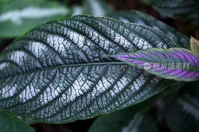 罕见plants-Perilepta dyeriana